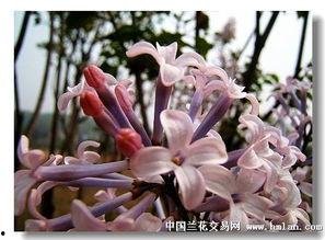 国产丁香网,探索中医药文化的瑰宝与传承